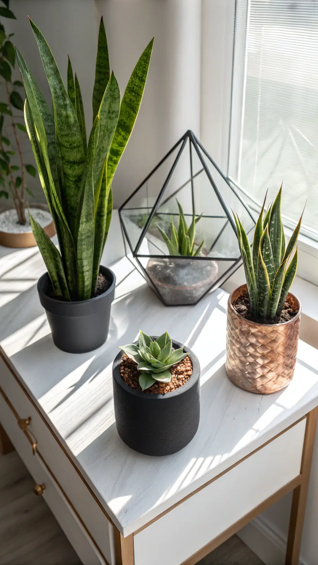 A modern workspace with a white lacquered desk, featuring a tall snake plant in a black planter, succulents in copper pots, and an air plant in a glass terrarium, shot from above in natural light.