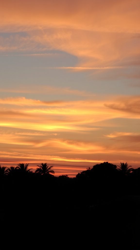 Pastel sky at dusk with palm tree silhouettes
